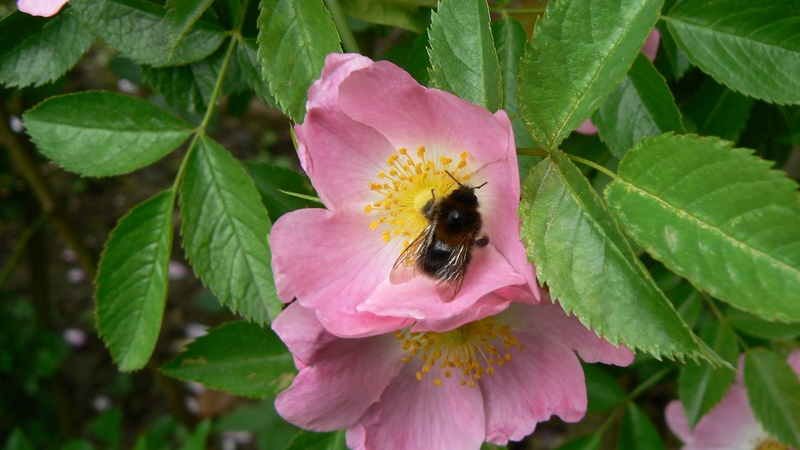 Image Image