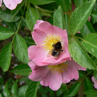 Image Image