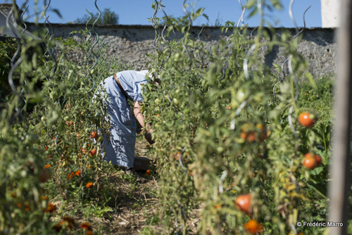 moniale dominicaine jardin tomate